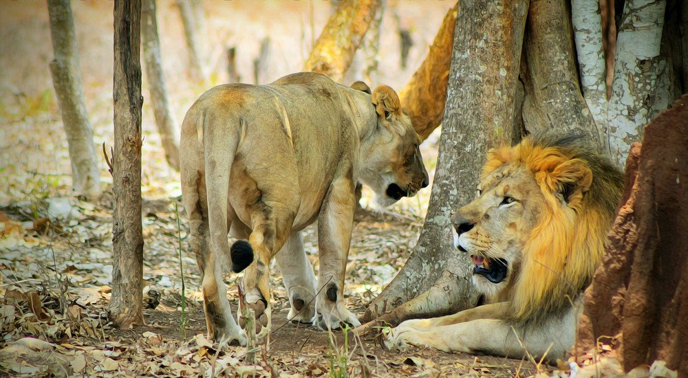 Photograph by Abhilash Salanke