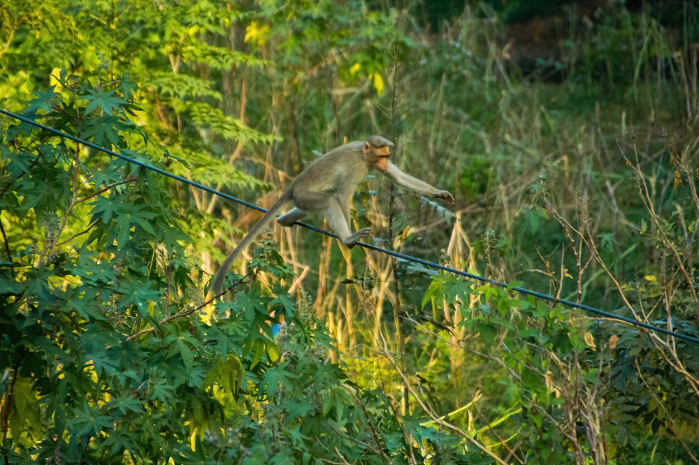 Photograph by Harisankar B