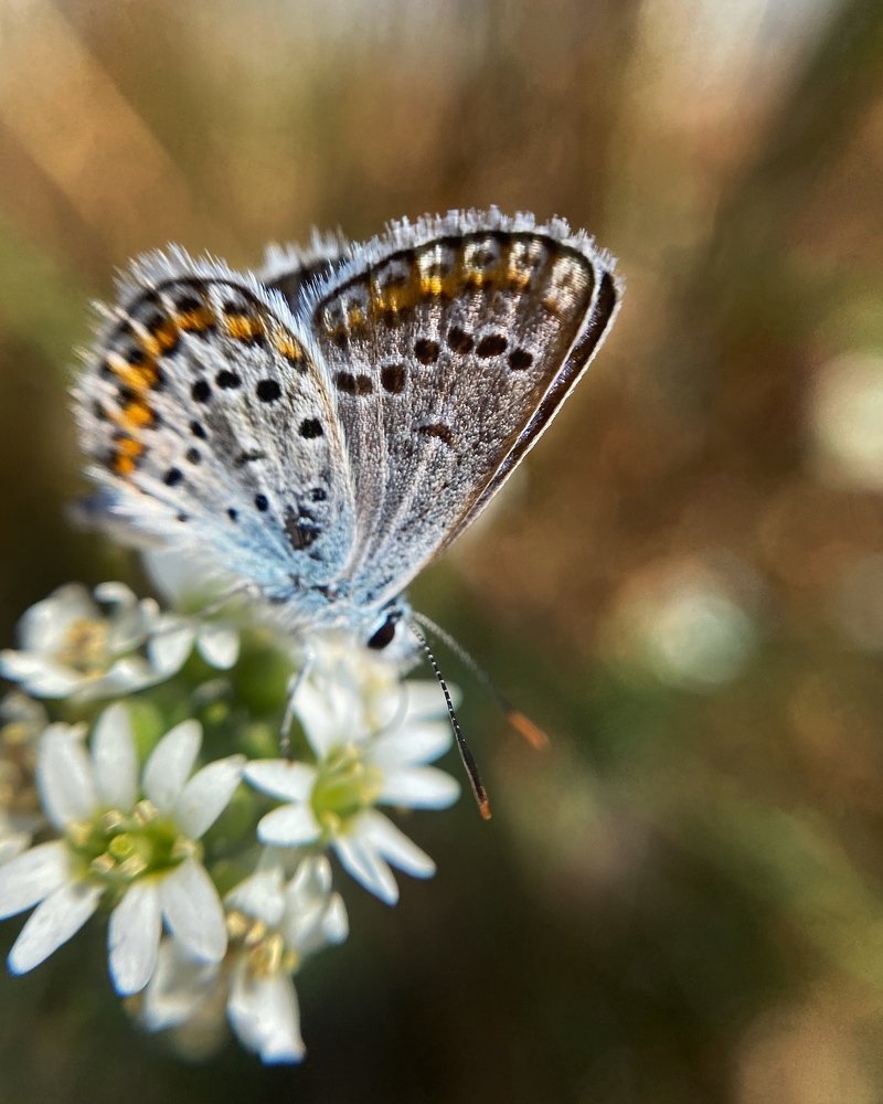 Blue Butterfly
