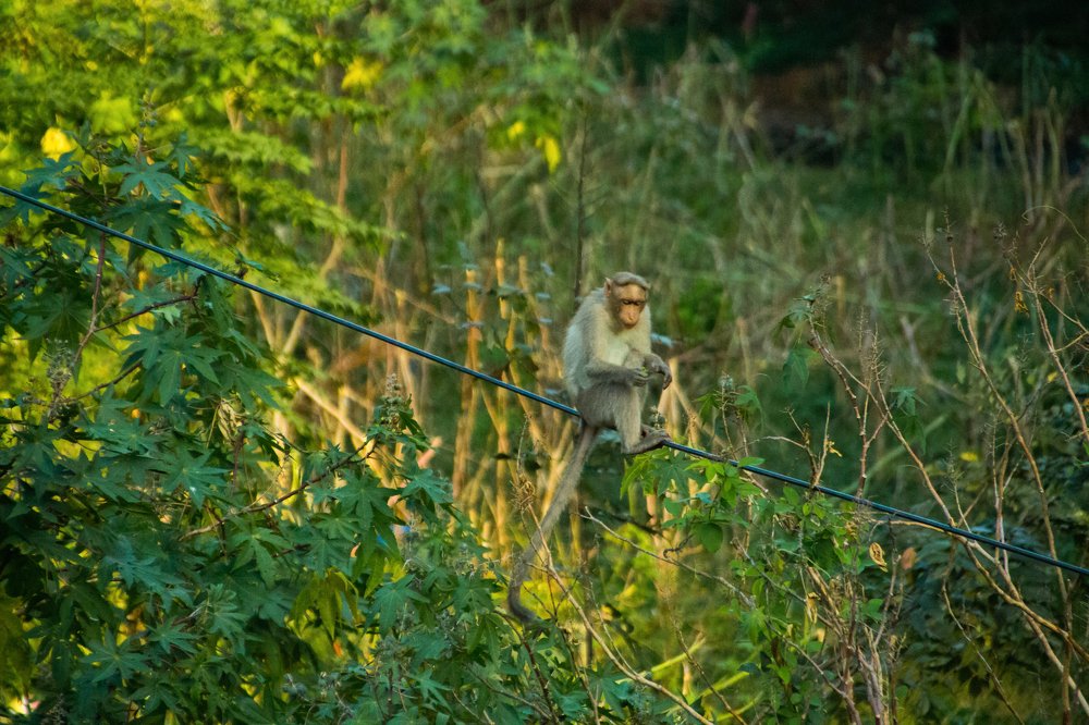 Photograph by Harisankar B