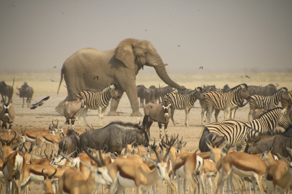 Best wildlife sighting