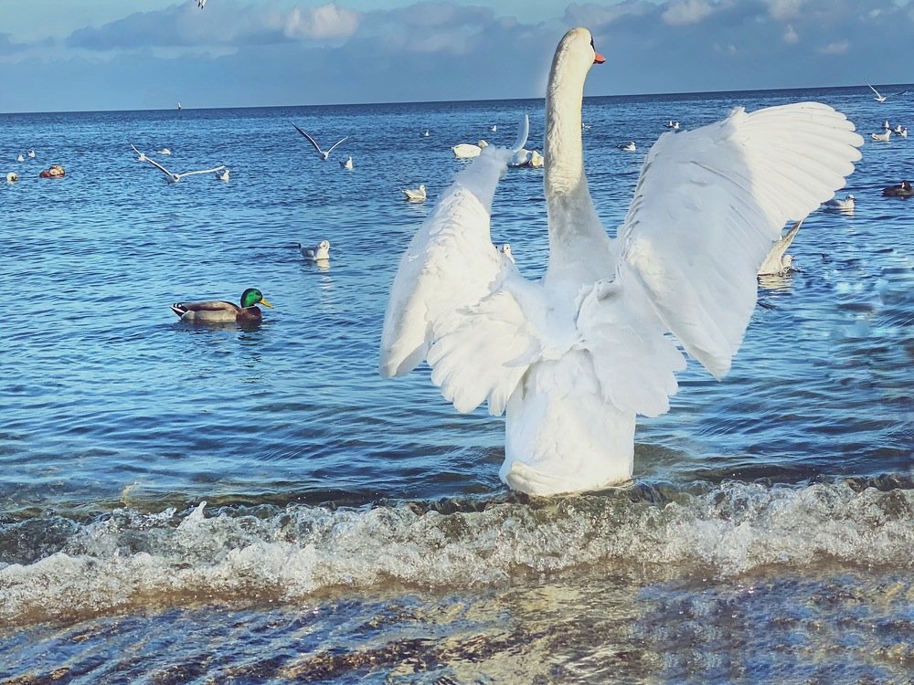 Photograph by Ольга Петухова