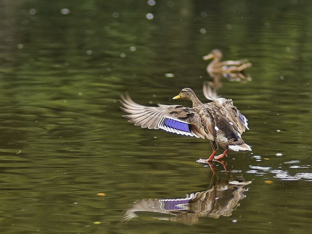 Приводнение