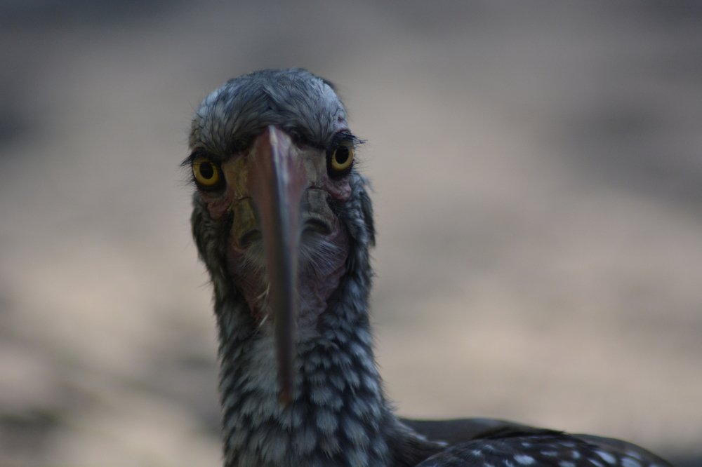 Photograph by P.J. Botha