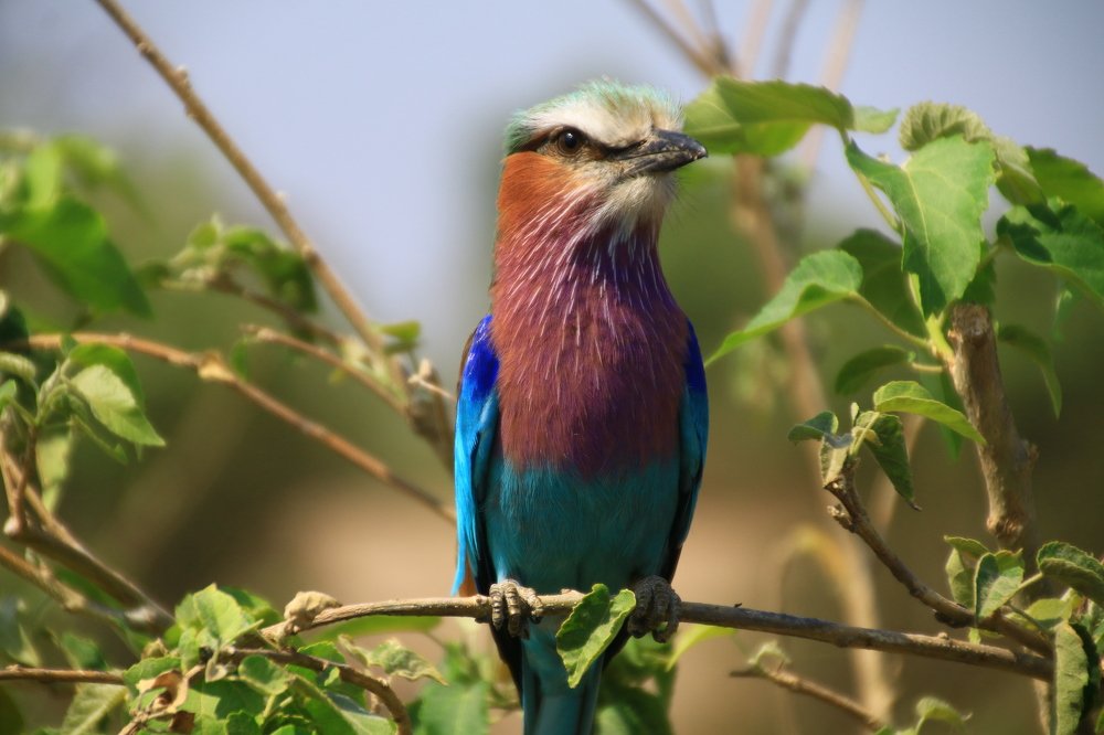 Photograph by P.J. Botha