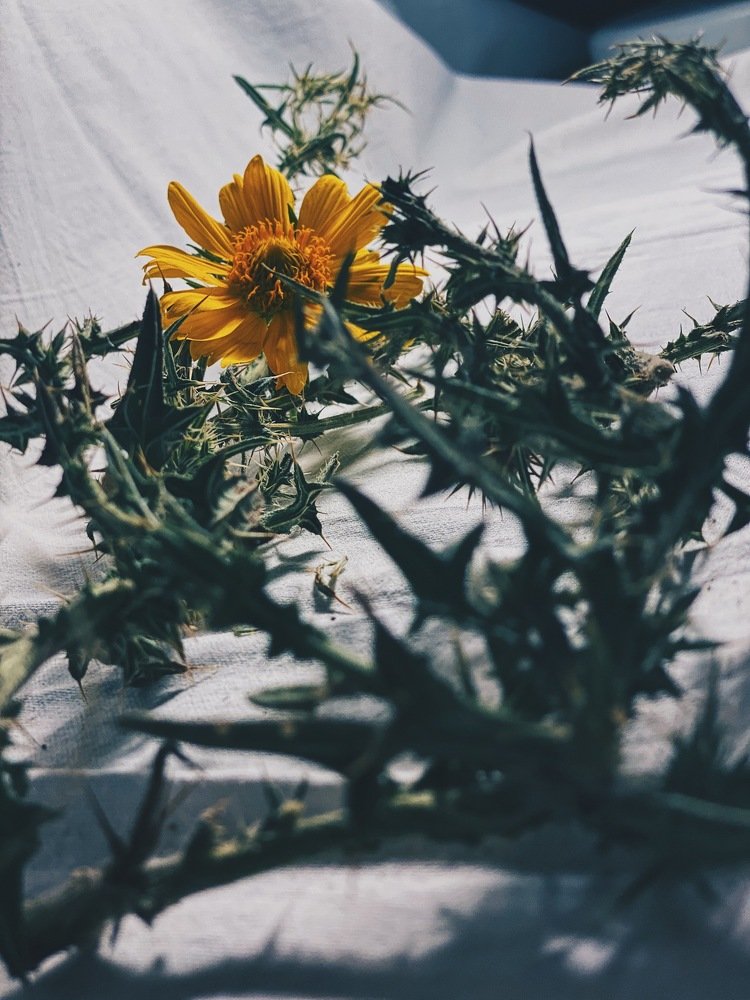 Photograph by Ольга Петухова