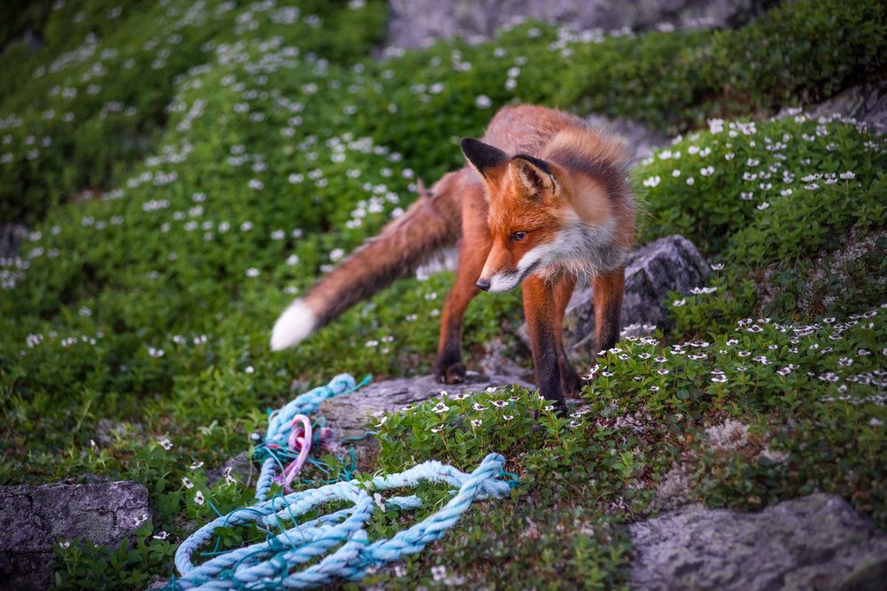 Photograph by Елена Ермолина