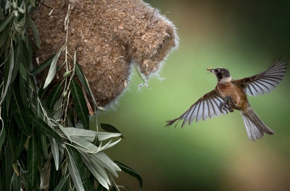 Penduline tit near the nest.