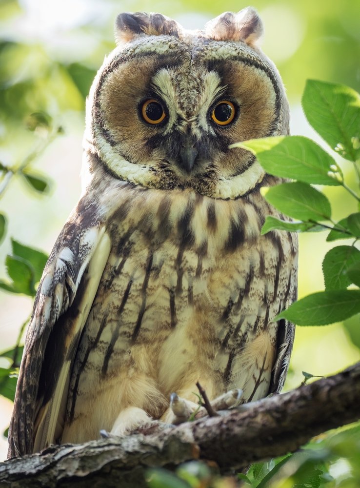 Long-eared owl.