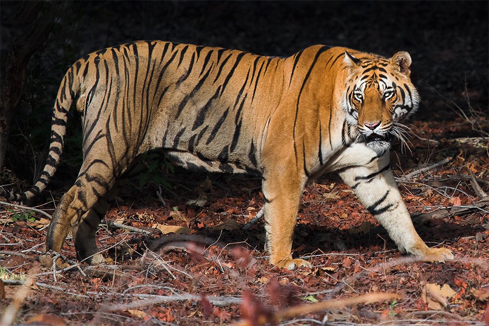 Bengal Tiger from Central India.