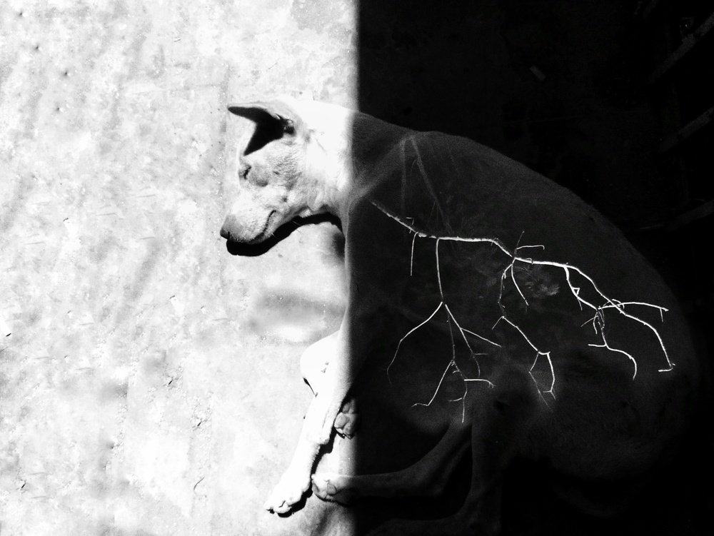 Photograph by Mostofa Romio Md.Shahrear