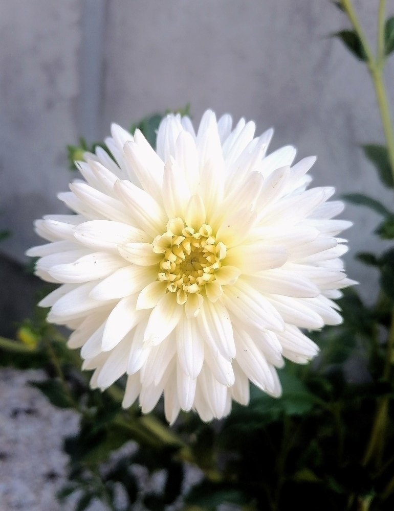 Photograph by Saphira