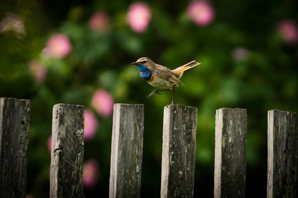 Я шагаю по забору