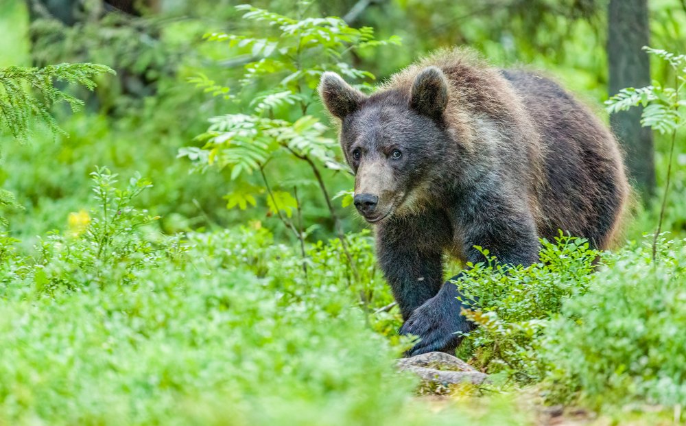 Photograph by Ruzdi Ekenheim