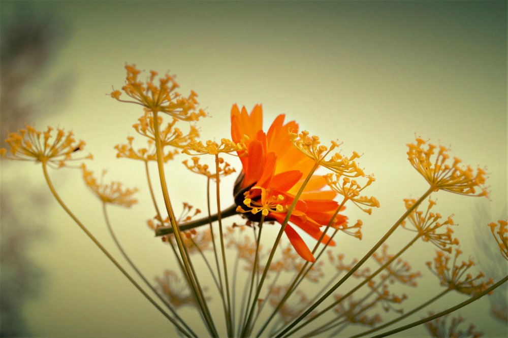 Календула в укропе