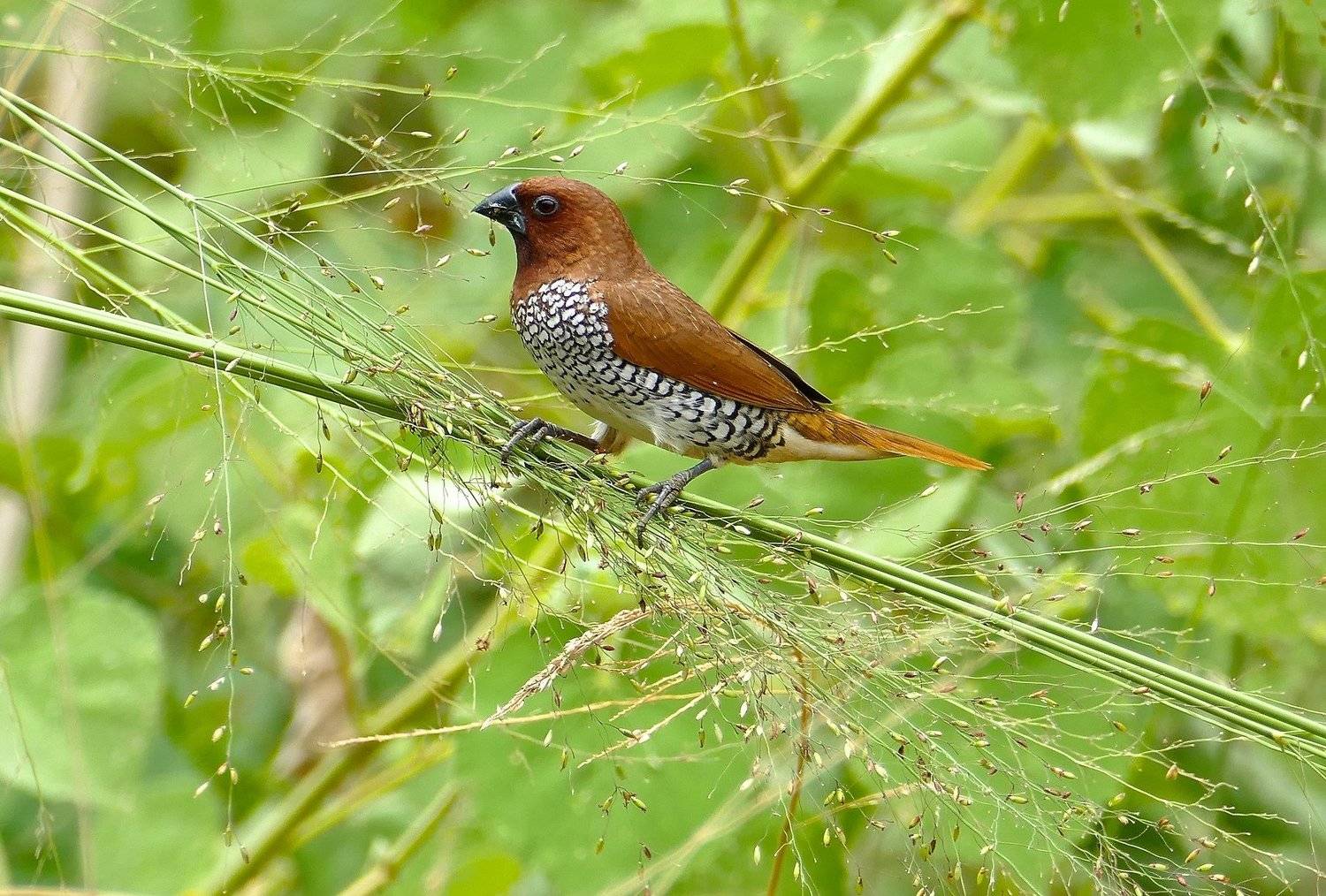 Scaly-breasted munia