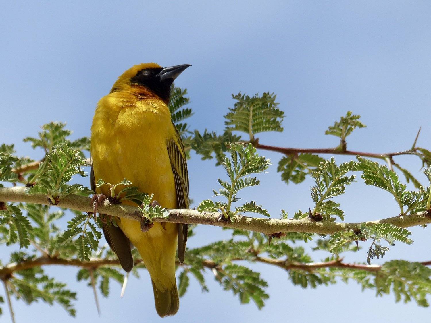 Weaver