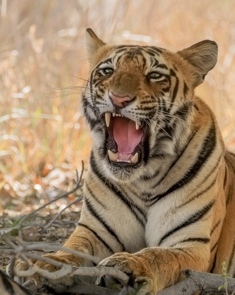 Photograph by Abhishek Kumar