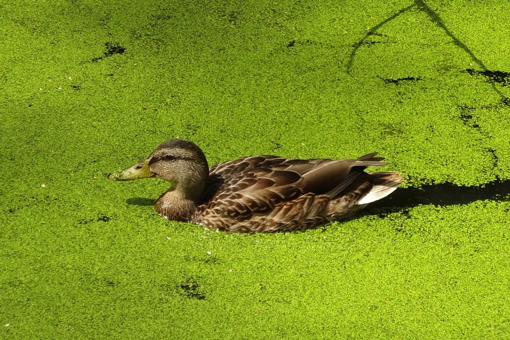 Photograph by Александр Фокин