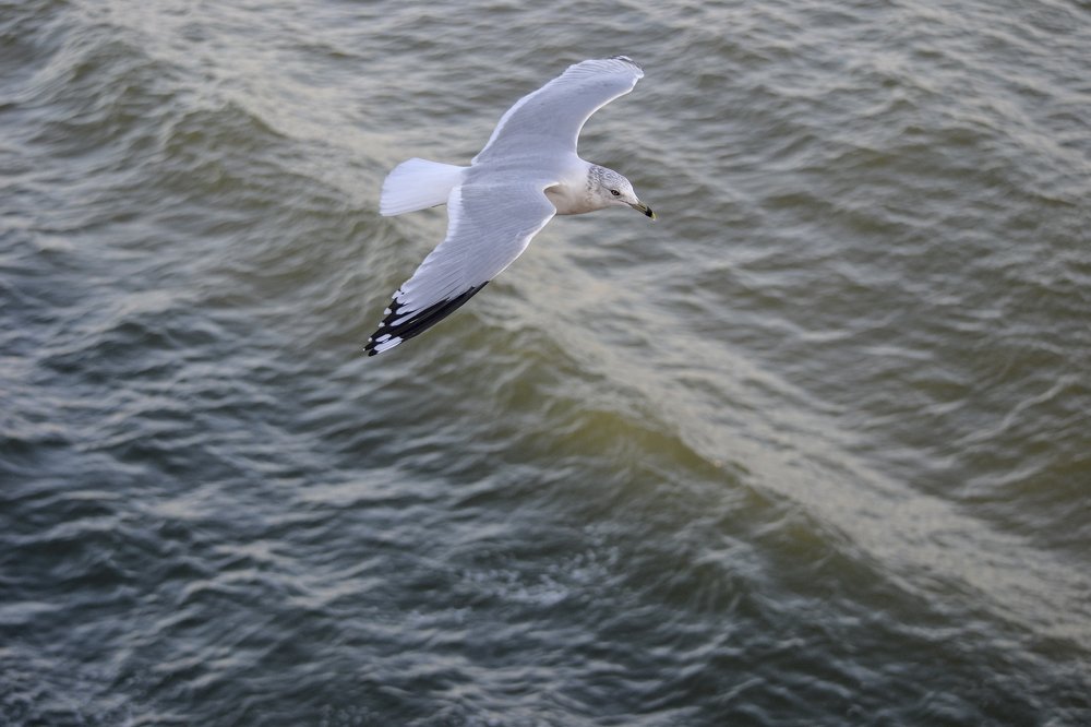 Photograph by Андрей Савицкий