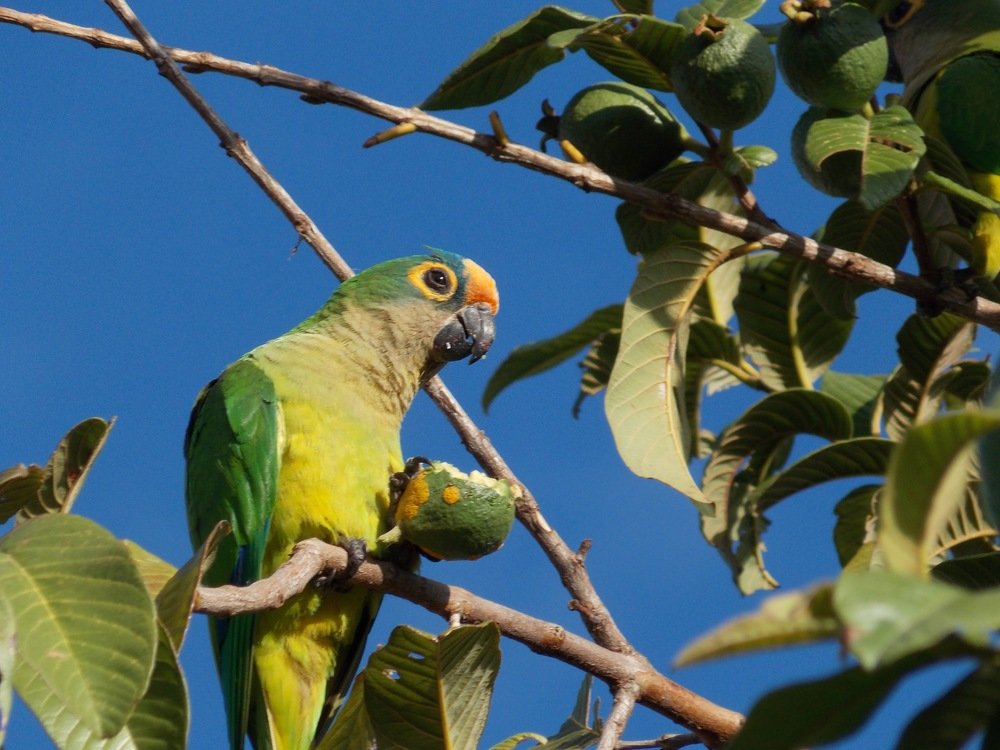 Periquito