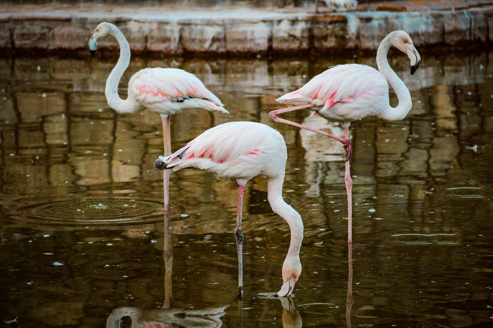 The triangle of life