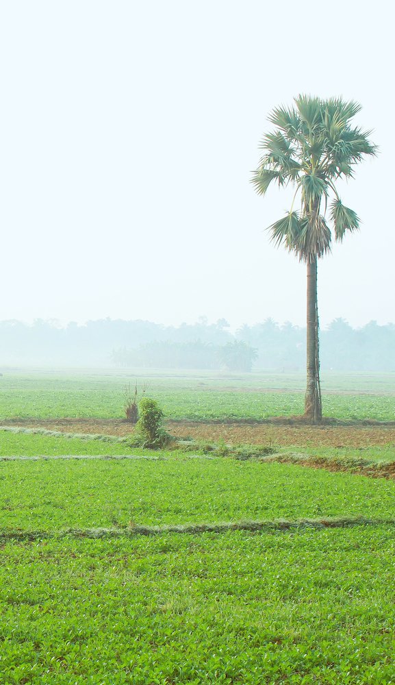 Green covered with fog
