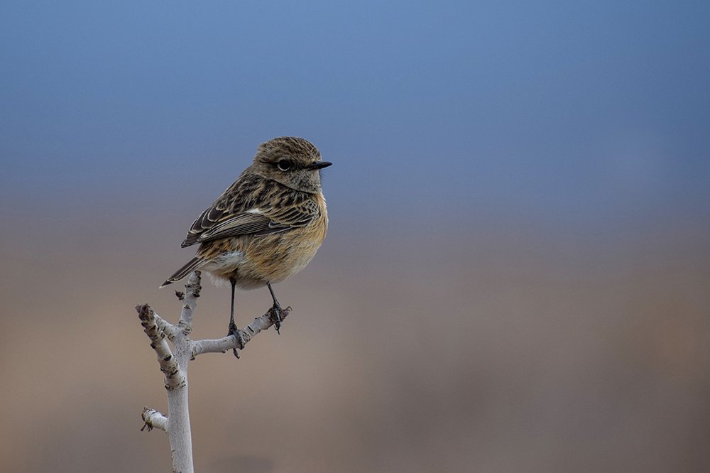European stonechat
