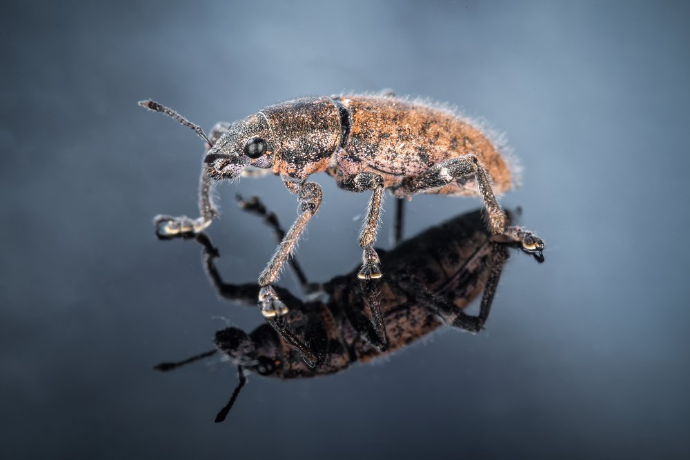 Photograph by Mario Salvador