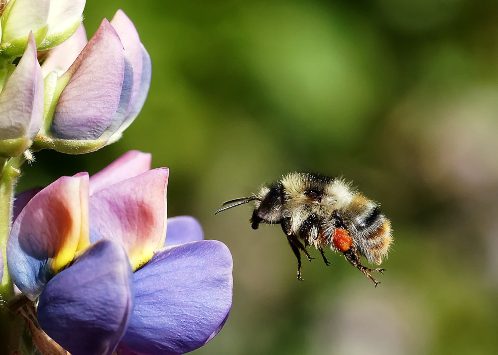 Photograph by Bernard-Serge REAT