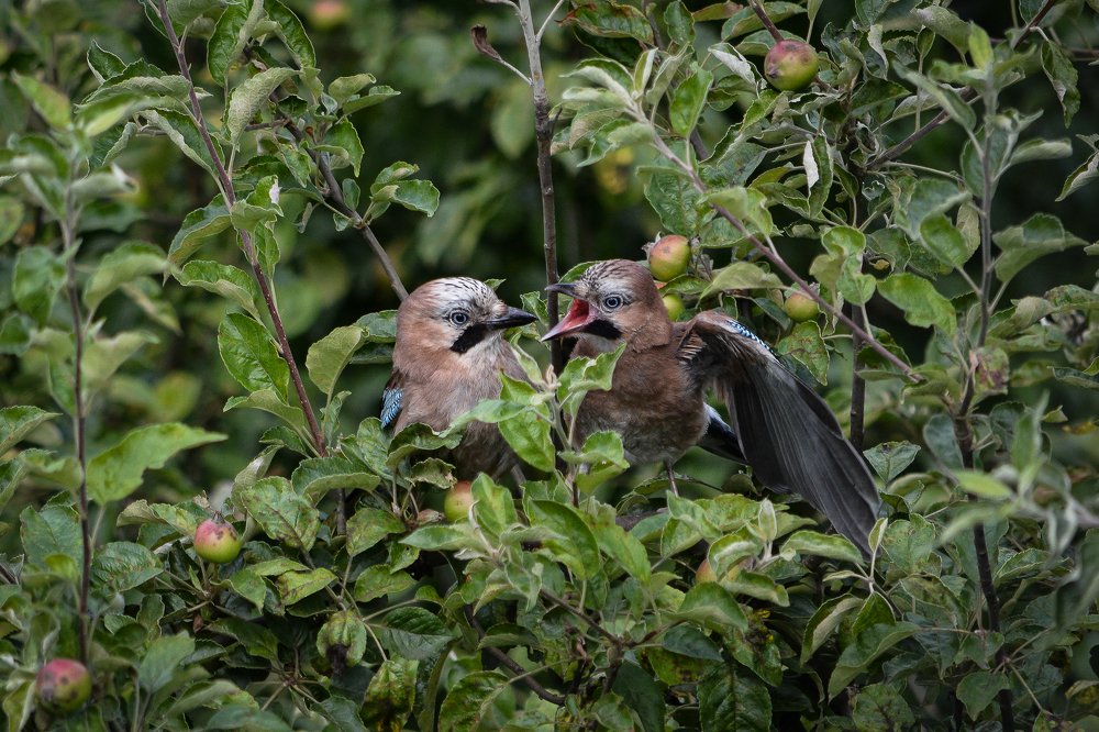 Photograph by Антонина Вишневская
