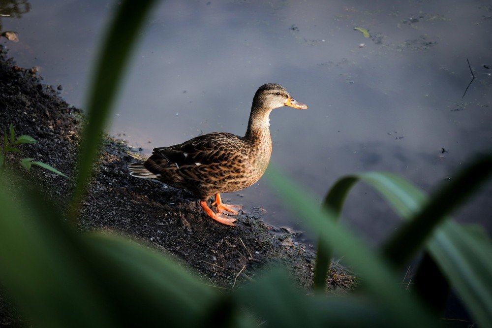 Photograph by Елена Демина