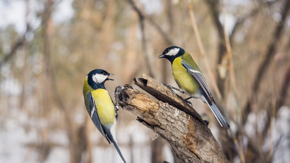 Синичьи споры