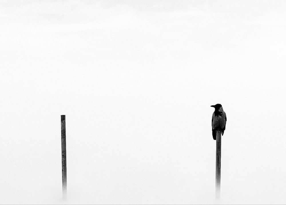 Photograph by Alireza Zaghian