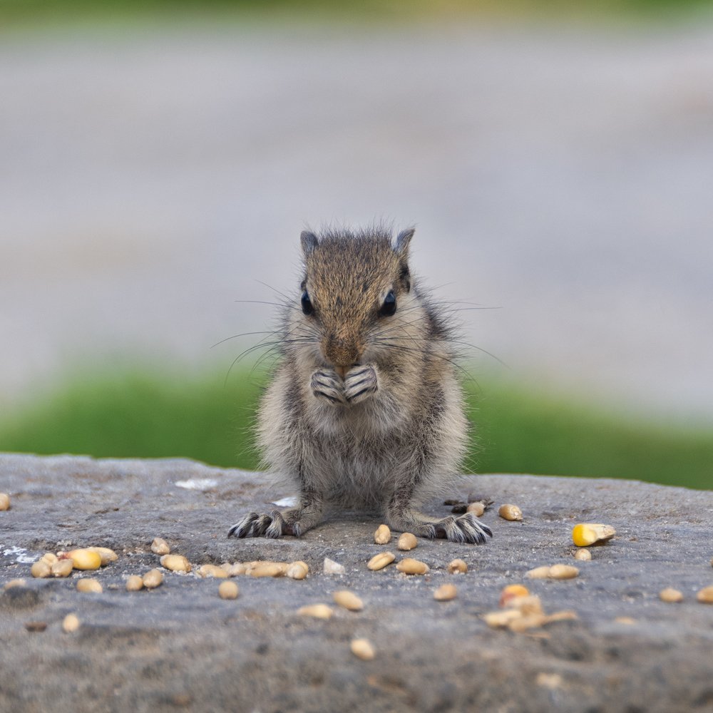 Photograph by Manjri Saxena