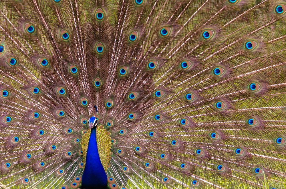 Photograph by Nyonika Rawal