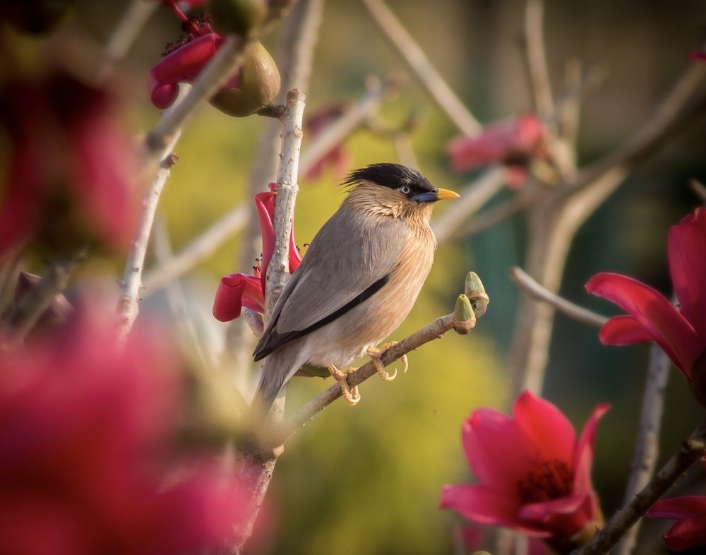 Photograph by Nyonika Rawal