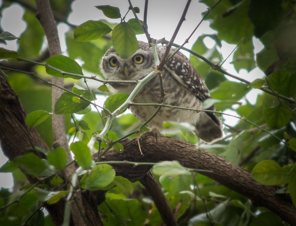 Photograph by Nyonika Rawal