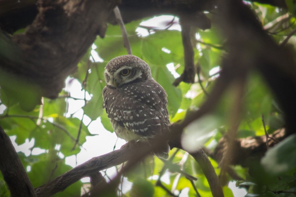 Photograph by Nyonika Rawal