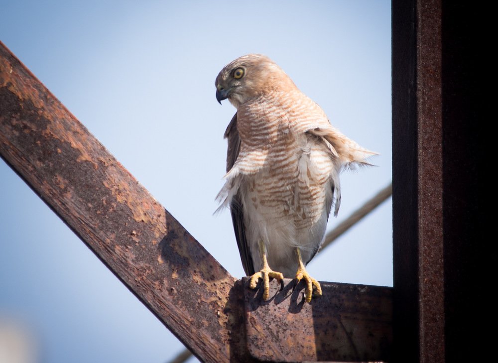 Photograph by Nyonika Rawal