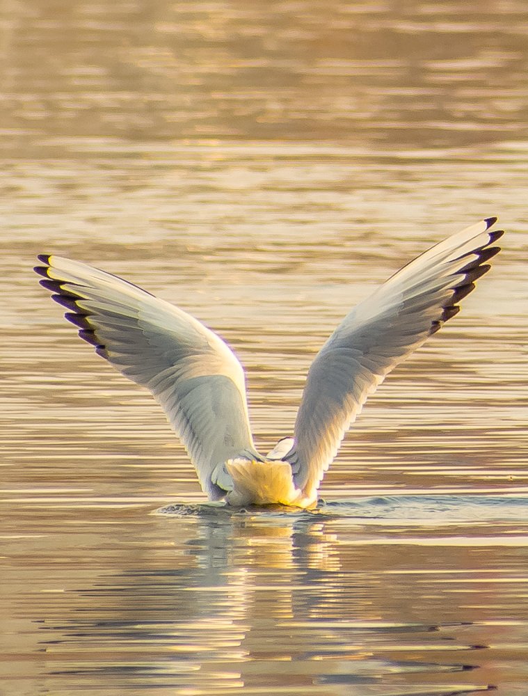 Photograph by Дмитрий Жижин