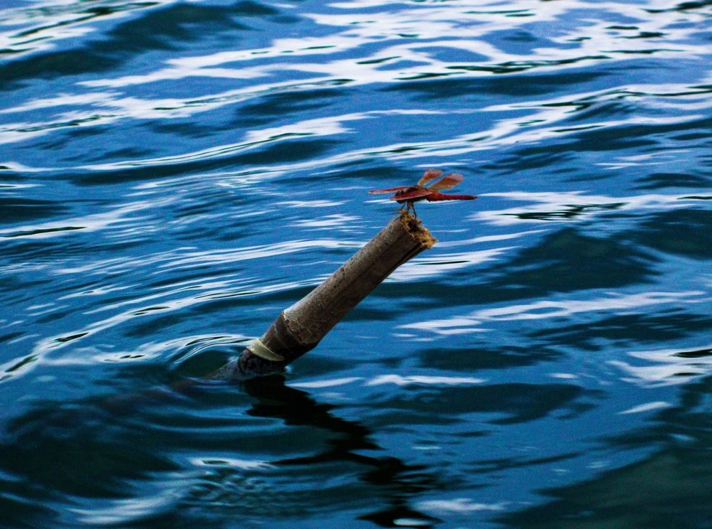 Photograph by Nguyen Van Dung