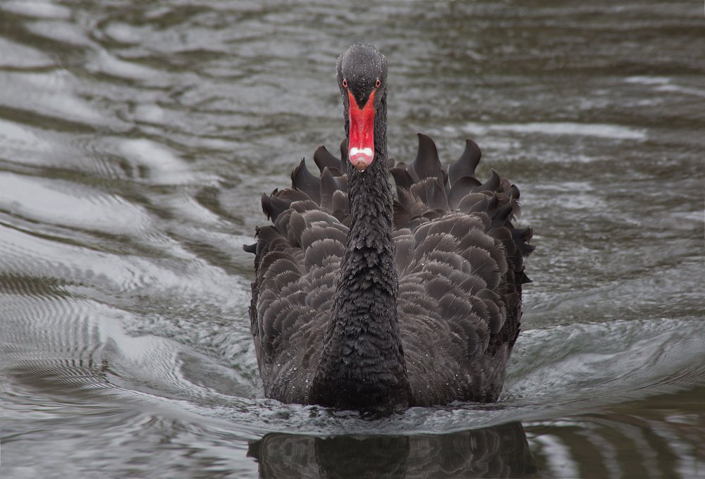 Photograph by Ирина Шумахер