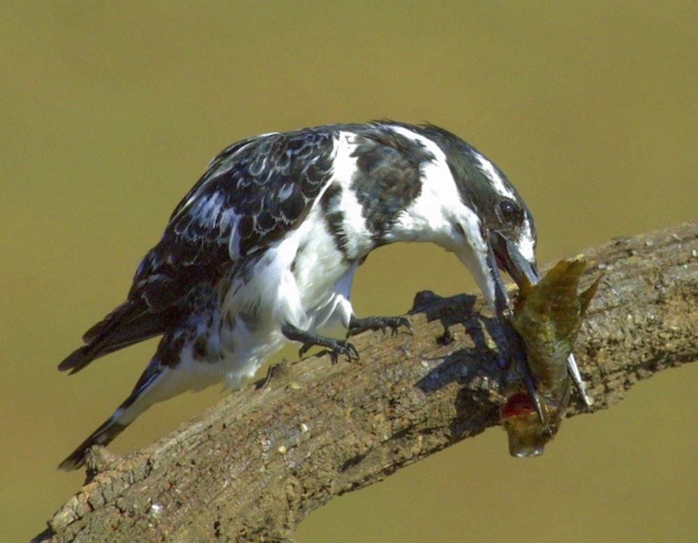Photograph by Lian van den Heever