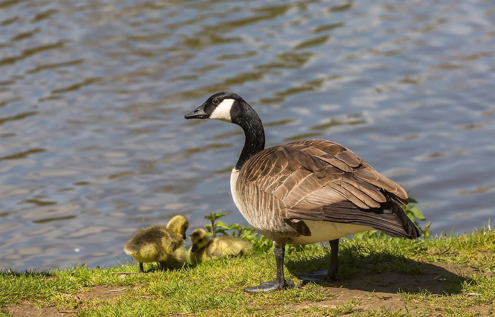 Photograph by Ирина Шумахер