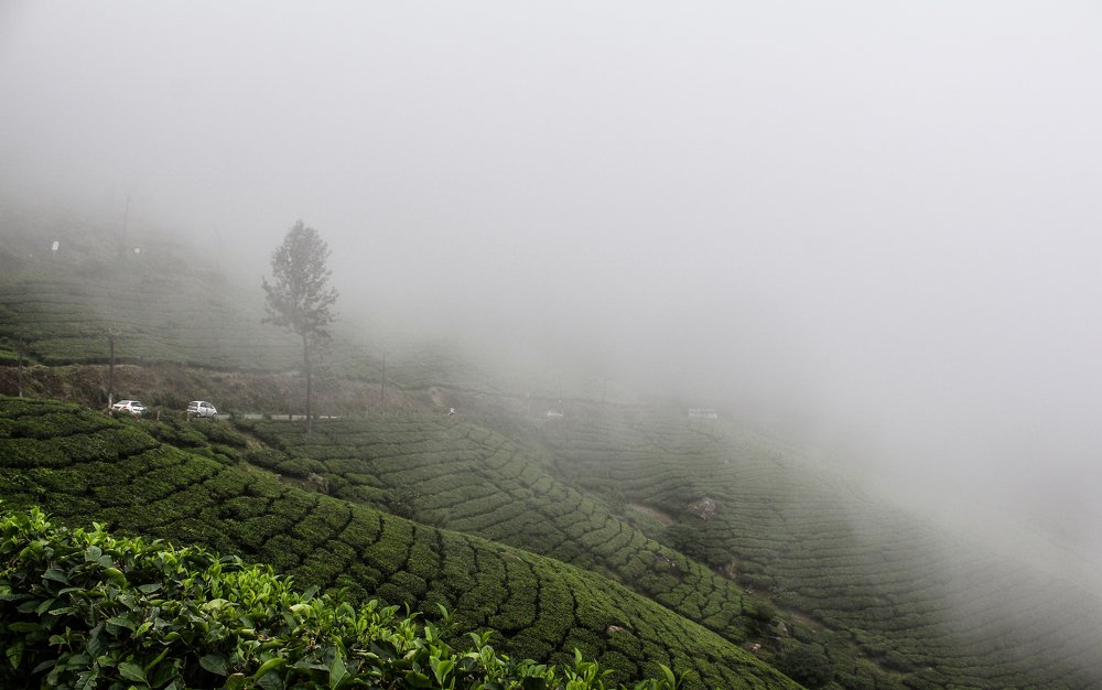 Munnar, Kerala