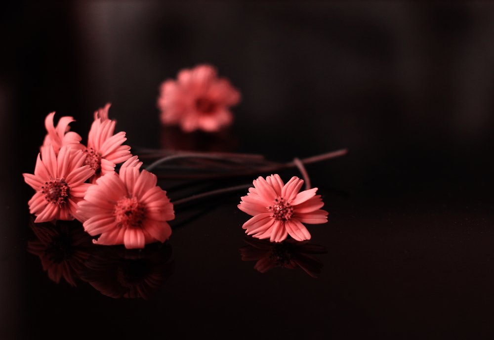 Photograph by Rijas Galleria