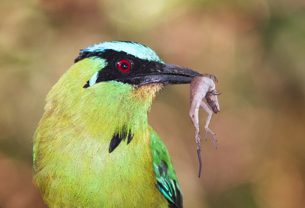 Photograph by Guillermo Ossa