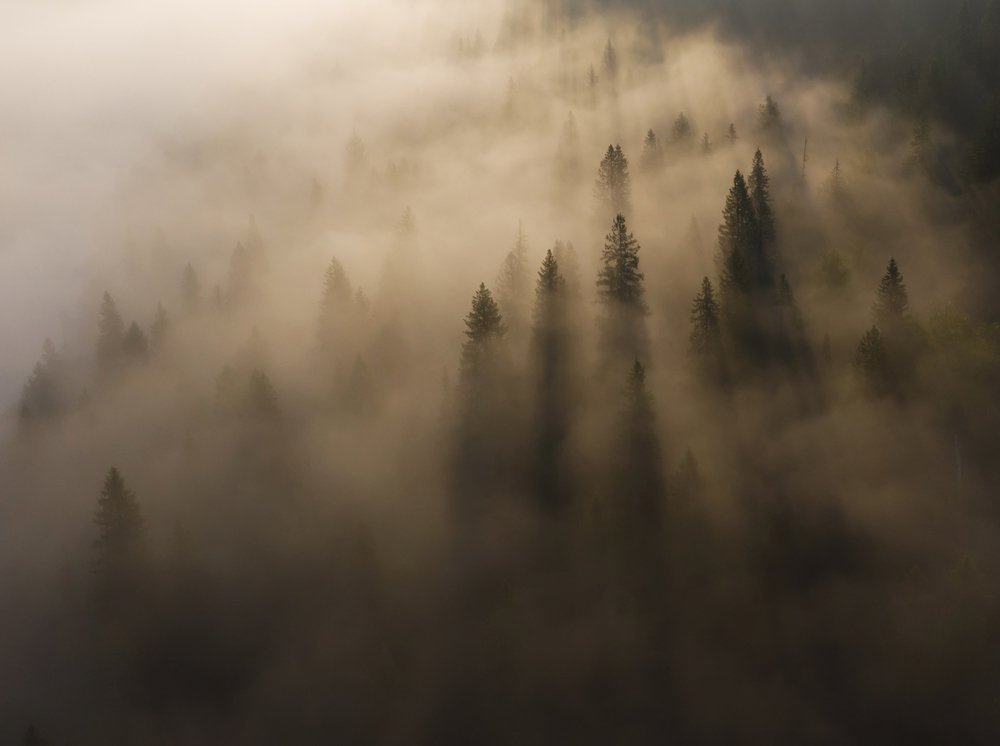 Магия таежного утра