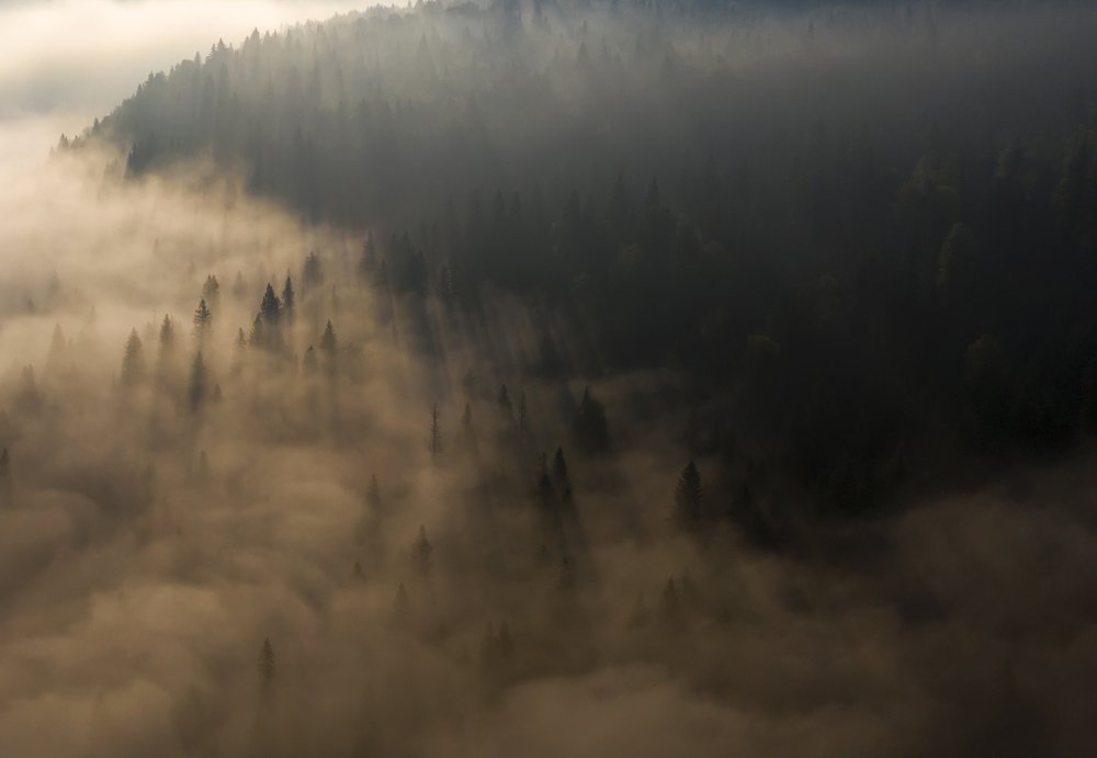 Утро в тайге